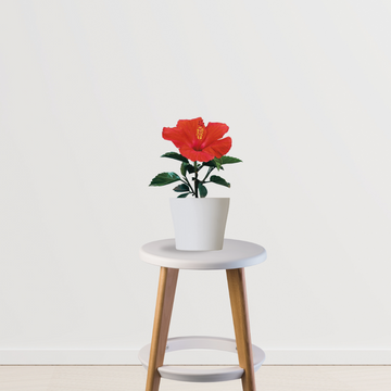 Hibiscus flowering plant